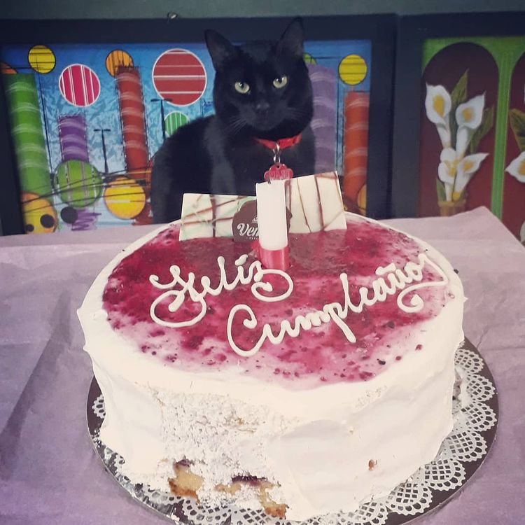 Cumpleaños de MaJu Cats Integrante del Equipo Maju Studios